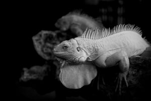 イーサリアムの始め方を初心者向けに詳しく解説しますか？